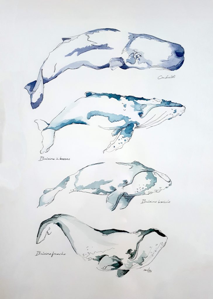 4 baleines