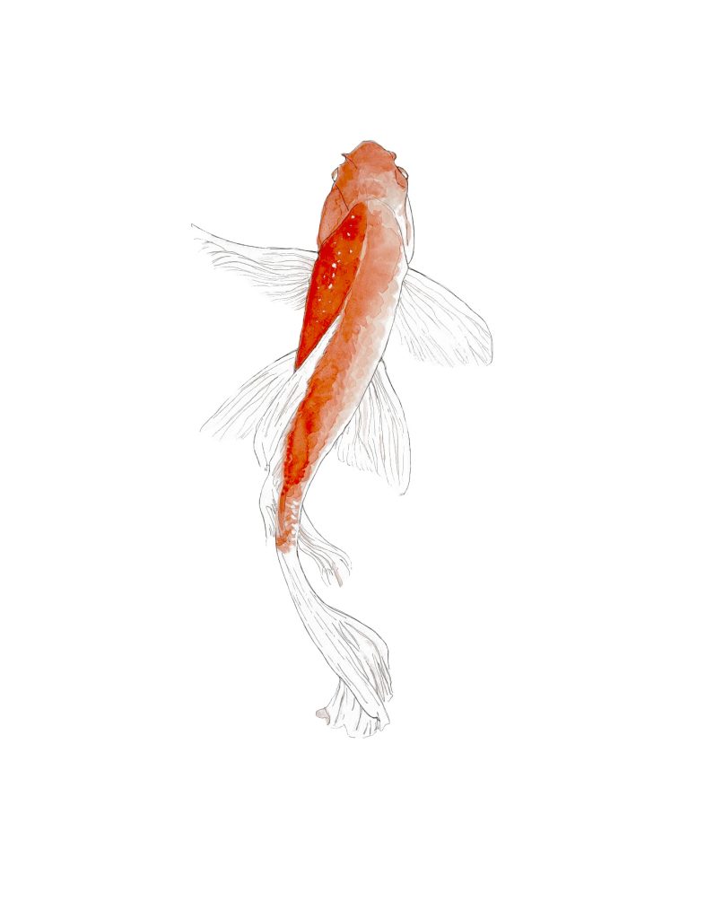 Carpe Koi
