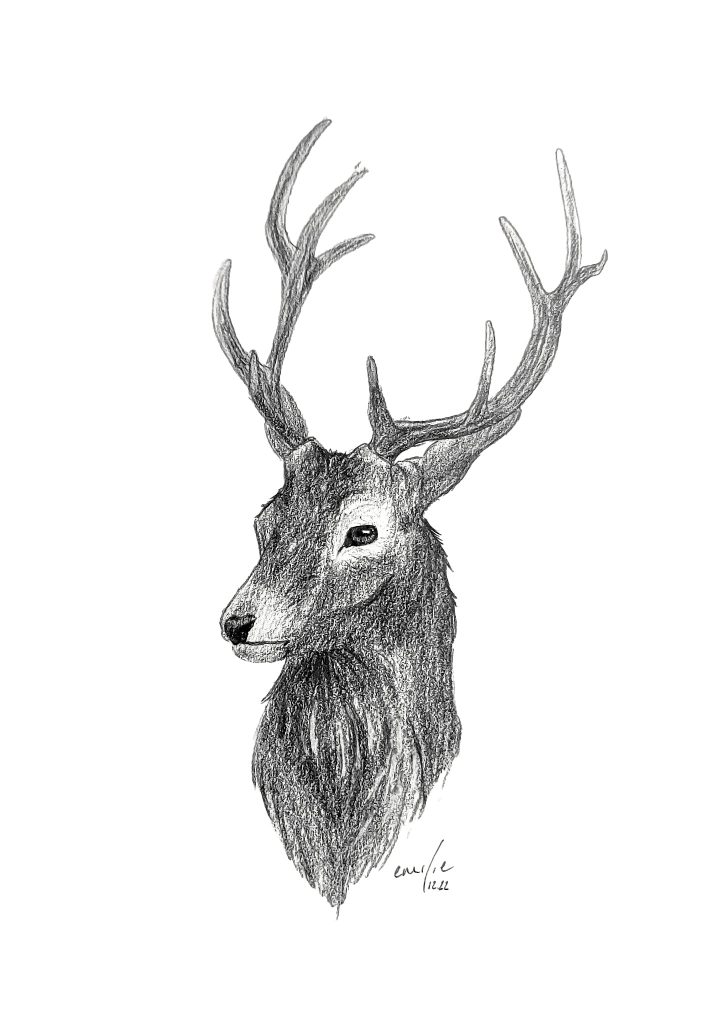 Cerf